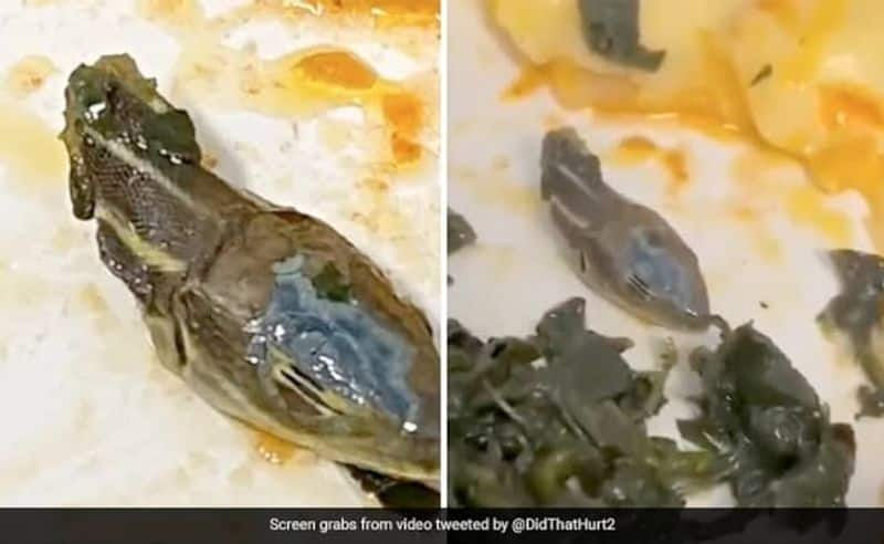 Snake head in the food served on the plane... Air passengers shocked. 