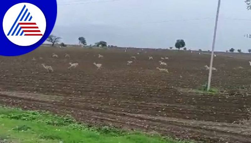 Farmers Faces Problems Due to Blackbucks in Raichur grg