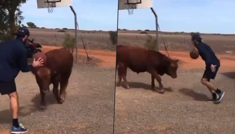 Man playing basketball with a bull, delighted netizens: watch video - gps