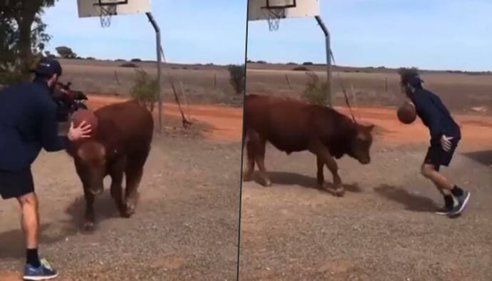 Man playing basketball with a bull, delighted netizens: watch video