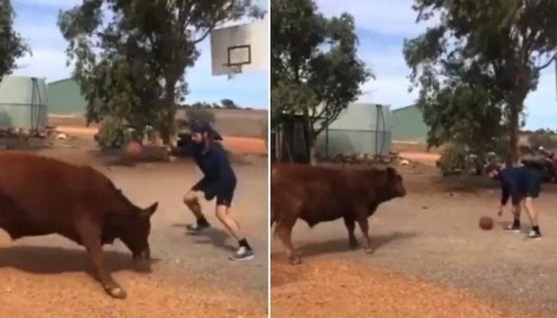 this man playing basketball with a bull 