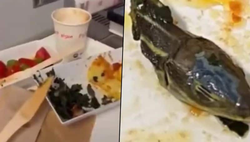 Flight attendant claims snake head discovered in airline meal: here's what happened next - gps