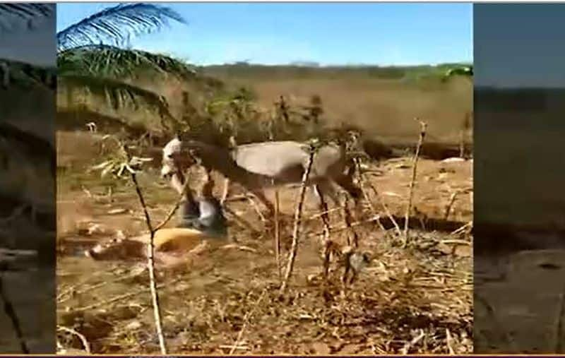 Man Rides a donkey What Happened Next Watch Video hls 