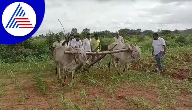 bjp national general secretary ct ravi farming in chikkamagaluru video goes viral gvd