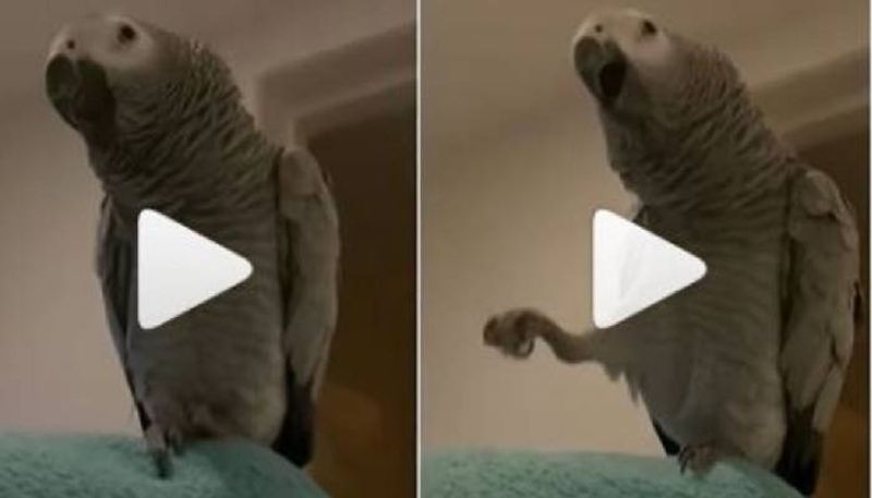 parrot dances with famous song 