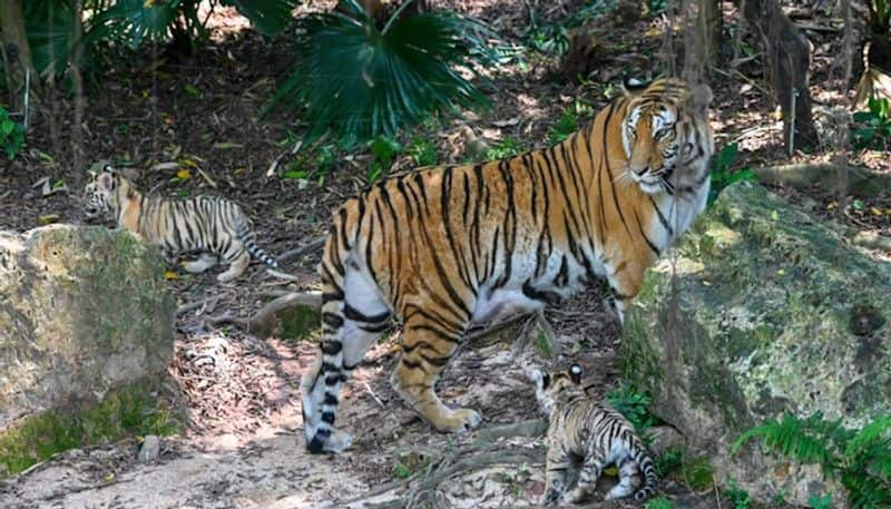 wildlife International Tiger Day 2022 history significance importance theme population in India drb