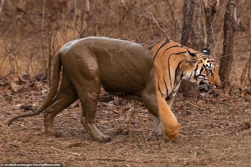  tiger mud bath in tadoba National Park