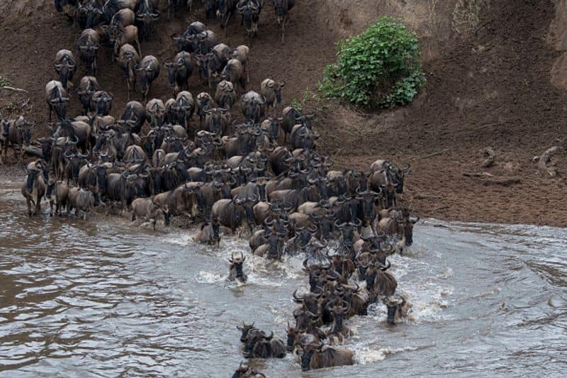 Great Migration began in Masai mara