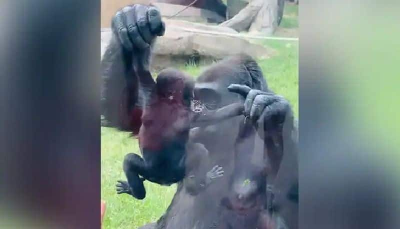 gorilla shows her baby to visitors in zoo 