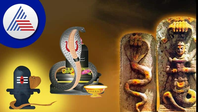 Why should people give milk to nag on nag panchami pav