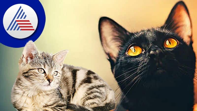 know the auspicious and inauspicious signs related to the cat skr