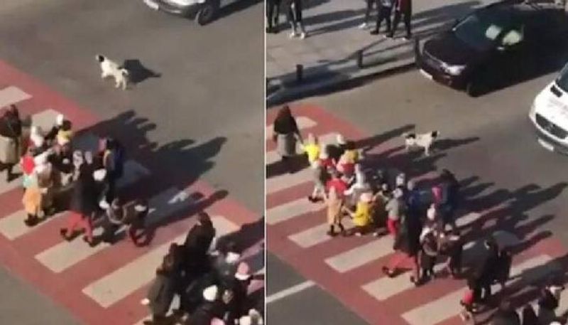 dog helps children to cross the road 