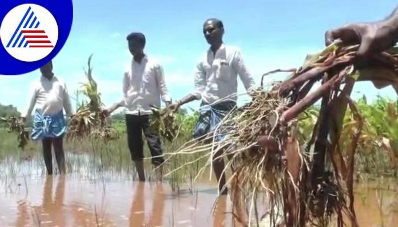 Farmers outrage Against Officers due to Crop Loss in Gadag grg