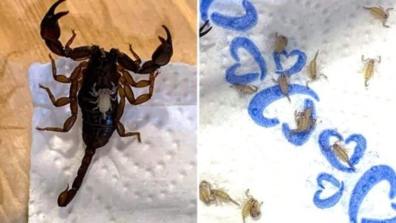 Woman Finds 18 Scorpions In Her Suitcase After Returning From Vacation In Croatia