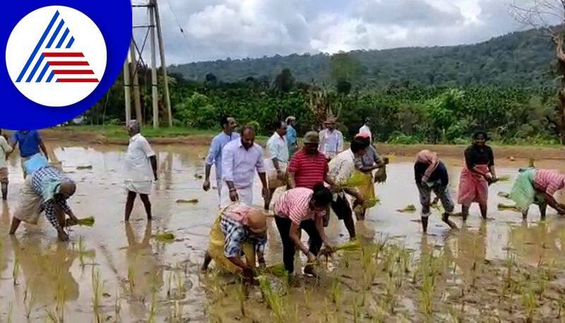 mudigere mla mp kumaraswamy plants paddy in chikkamagaluru gvd