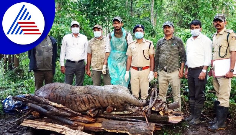 male tiger dead body found at nagarhole forest gvd