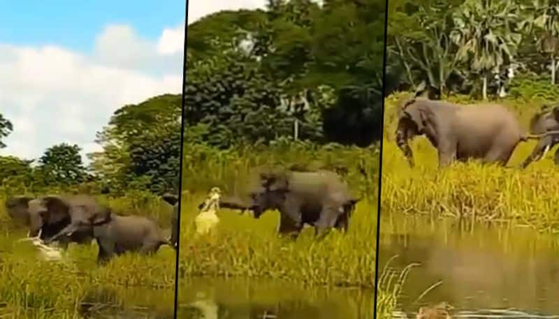 Crocodile attacks baby elephant in a swamp; find out how mother jumbo rescued her calf - gps