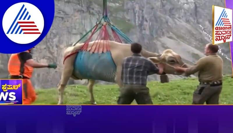 farmer lifted cow by helicopter in switzerland akb