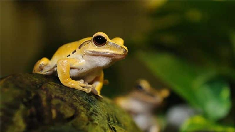 Frog In Home Hindu Religion