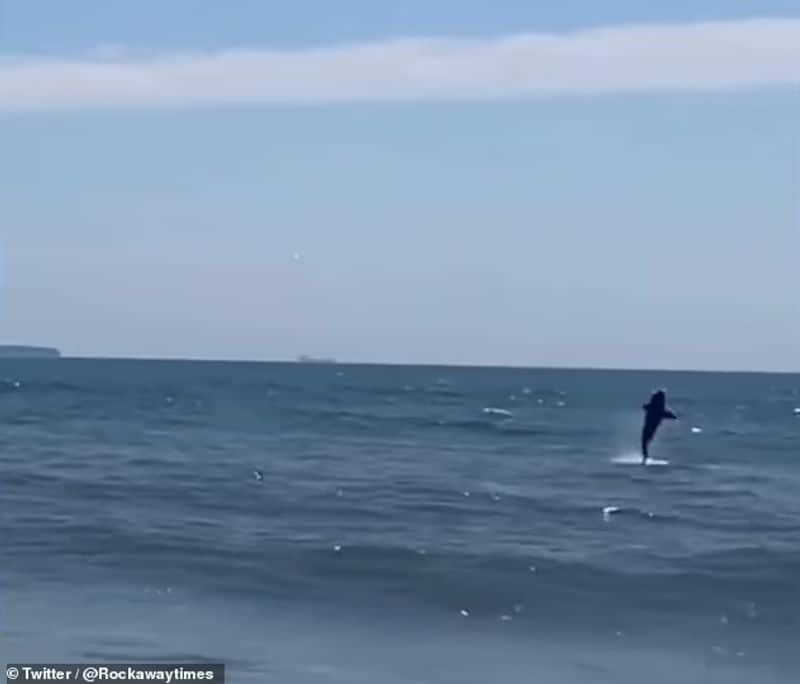 Two killer sharks on the beach while people are bathing 