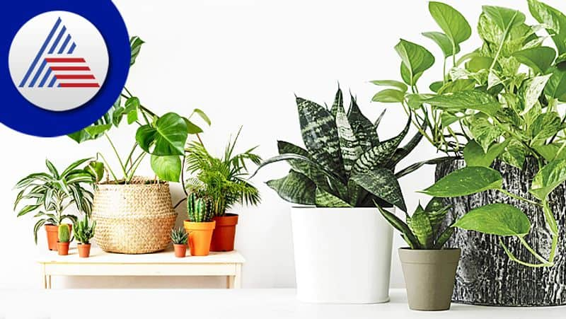 House plants that should not get dry could bad luck