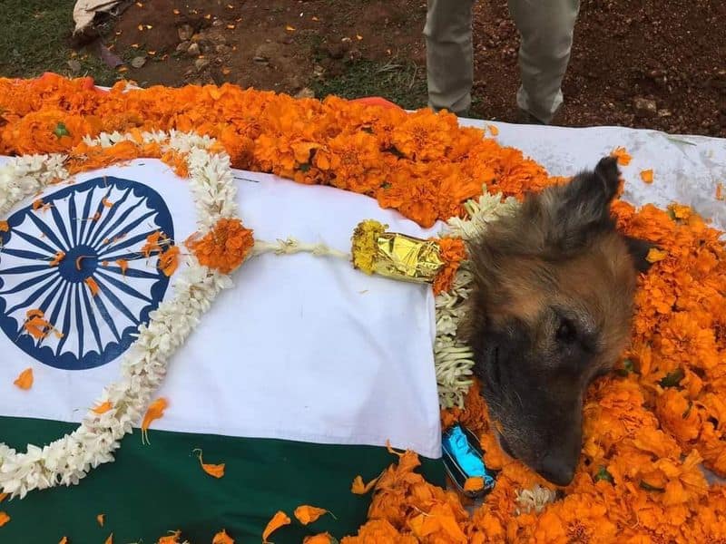 Karnataka Forest Department canine squad member German Shepherd RANA is no more KFD give full state honour ckm