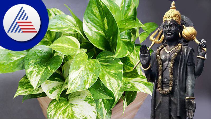 Shami Plant remedy to remove mahadasha of Shani skr