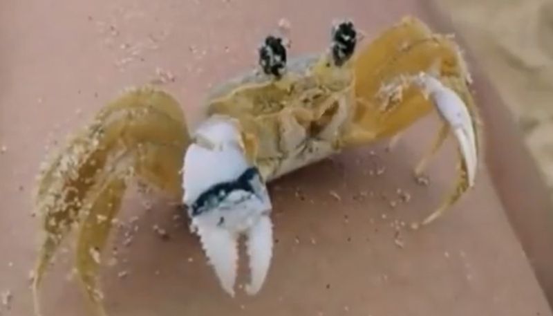 Crab brushing sand off its eyes has mesmerised netizens; watch video here - gps