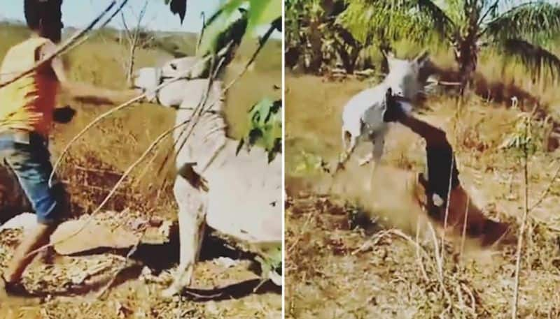 Viral video: Man slaps, kicks donkey repeatedly, gets instant karma; Netizens react-tgy