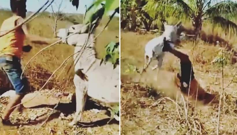 Viral video: Man slaps, kicks donkey repeatedly, gets instant karma; Netizens react