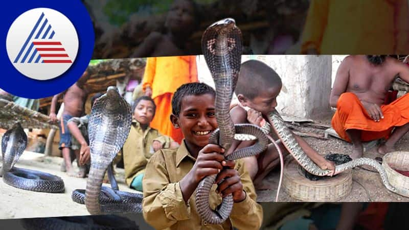 Know about mysterious village around India where people live with snakes