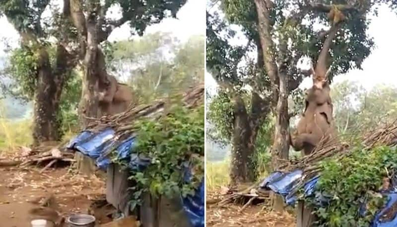 hungry elephant plucks jackfruit after a lot of efforts 