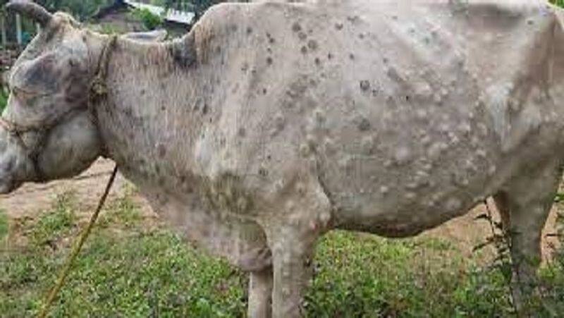 Lumpy skin disease Caution in the border area at shivamogga rav