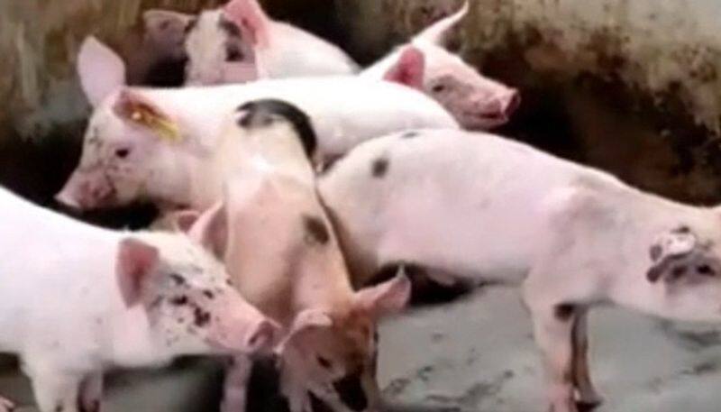 African disease for pigs! - 213  pigs dug up and buried!