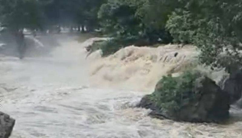 Flooding in hogenakkal! Increase in water flow in Cauvery river!