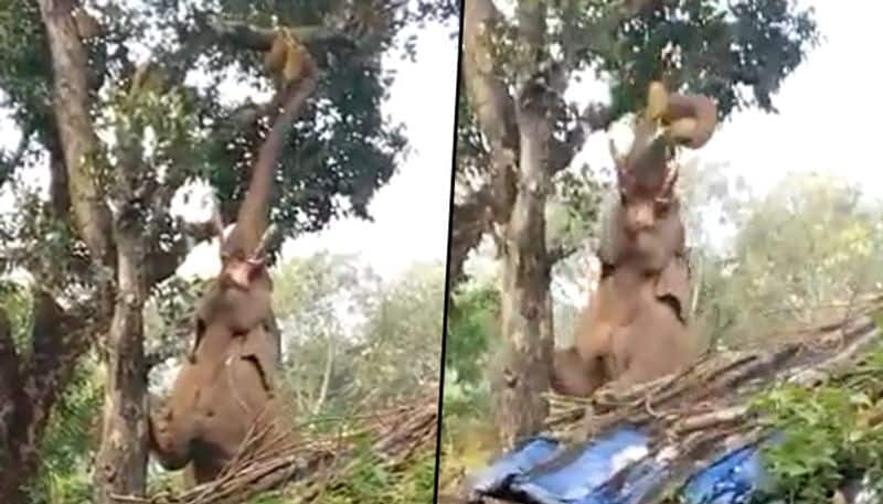 Hungry elephant's persistent effort to pluck jackfruit from a tree inspired netizens: watch video - gps