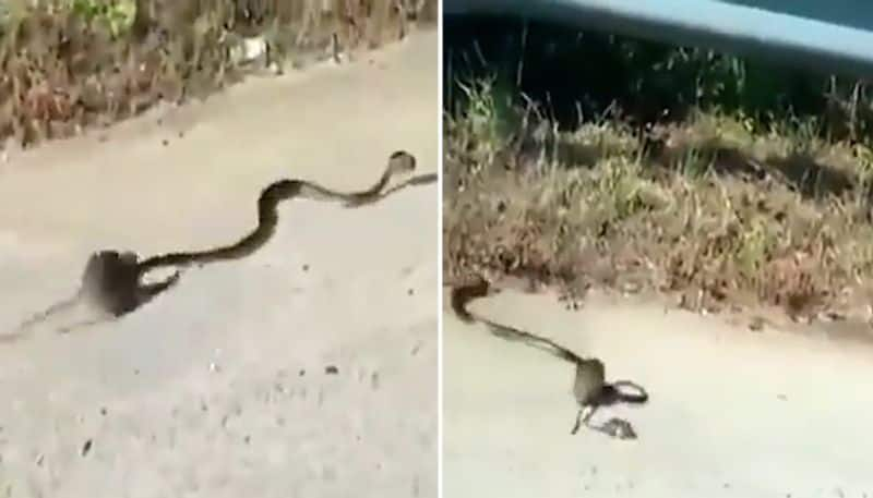 Watch Mother rat saves baby from king cobra's mouth; leaves netizens terrified-tgy