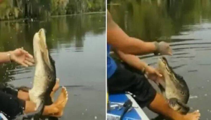 man feeding crocodile with bare hands 