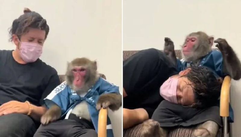 monkey comforting man 