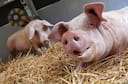 Kerala: African swine fever confirmed at pig farm in Ernakulam, 34 pigs culled