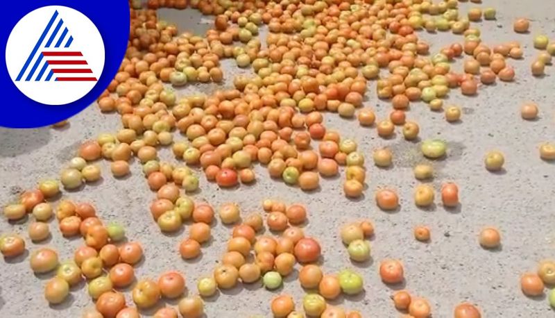 Hit by low prices Farmers in Gadag dump tomatoes on roads gvd