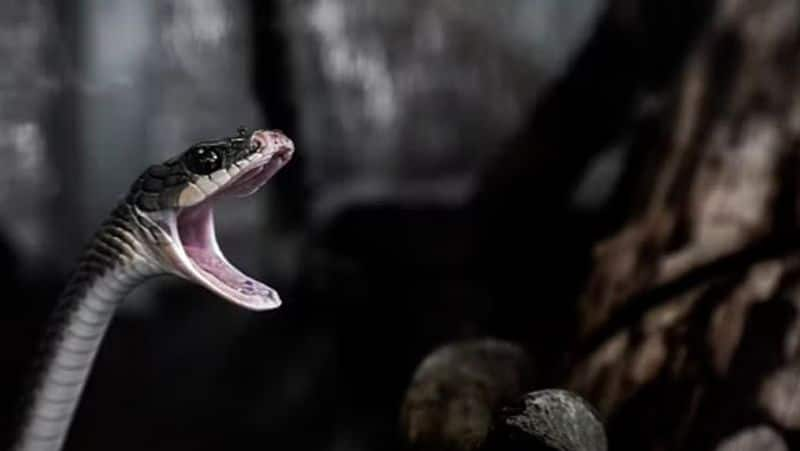 Dream interpretation Is seeing a snake in a dream inauspicious skr