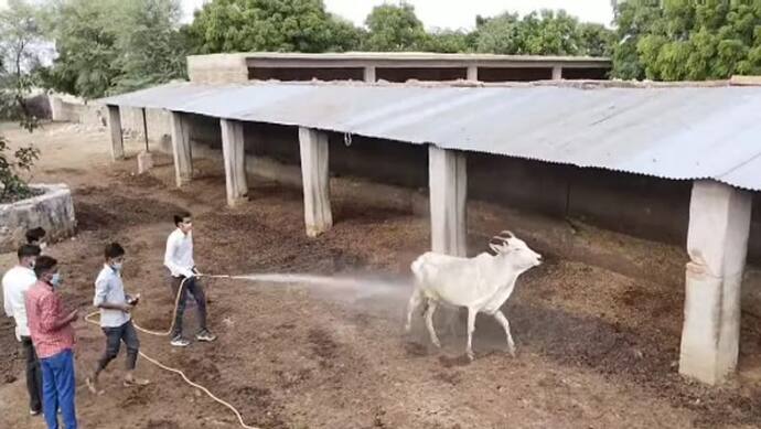 राजस्थानियों ने जुगाड़ से बनाई लम्पी वायरल की दवाई, 4 चीजों को मिलाकर बना ली दवा