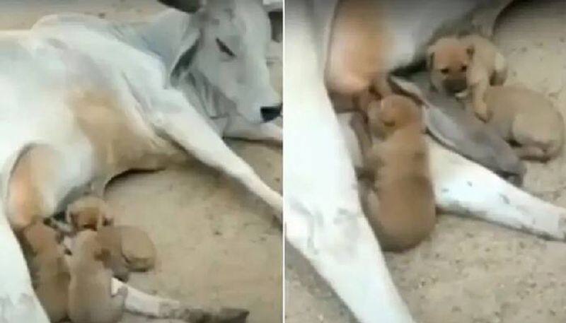 cow feeds milk to puppies 