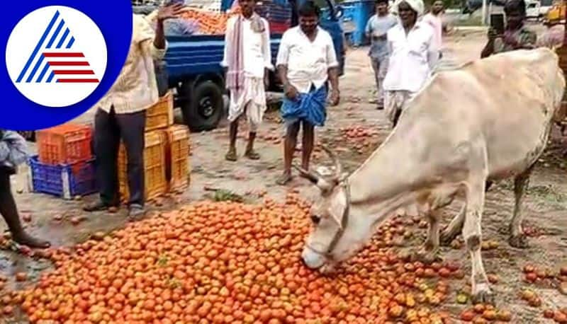 hit by low prices farmers in koppal dump tomatoes on roads gvd