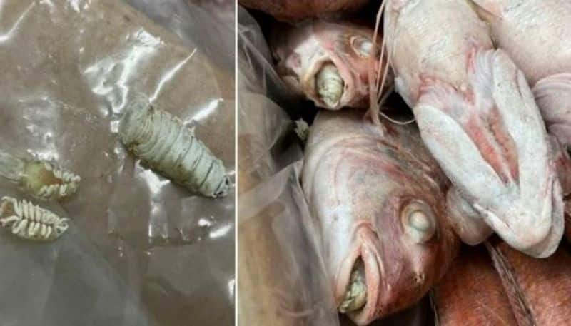 fish consumed in Pakistan is contaminated gow