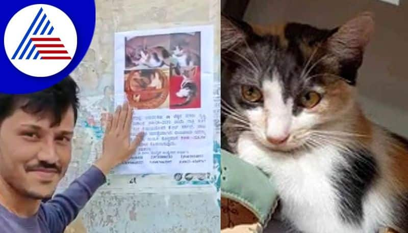 mysore news missing cat finally found young man surrendered the cat to its owner gvd