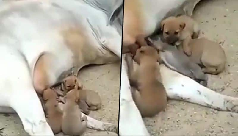 Watch: Cow feeds milk to abandoned puppies - gps