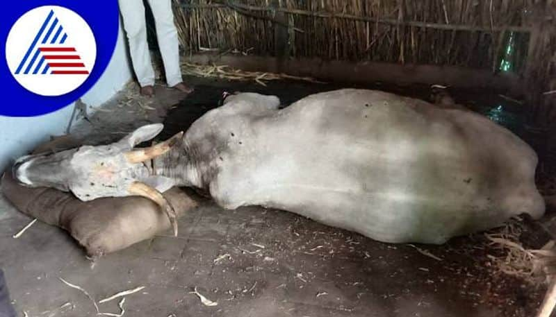 Lumpy Skin Disease to Cattle at Haveri grg