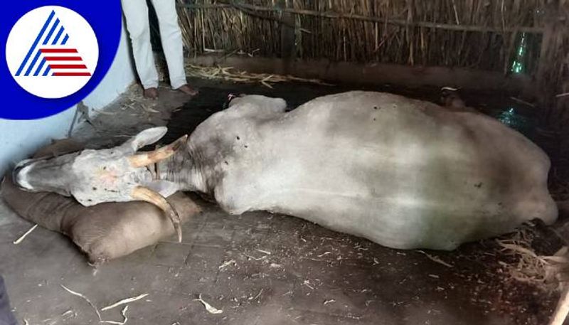 Lumpy Skin Disease to Cattle at Haveri grg